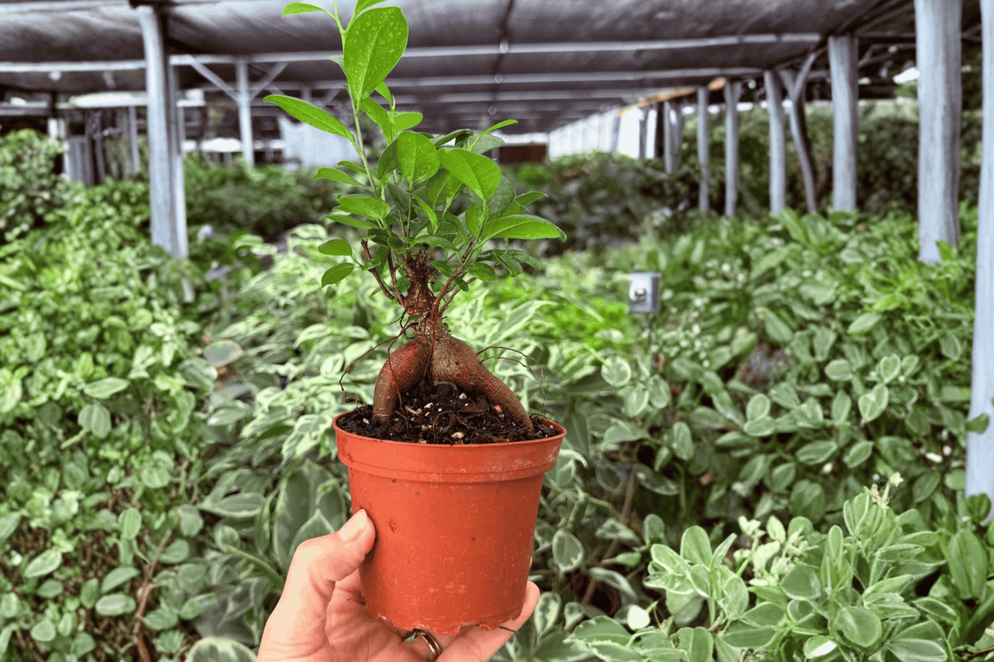 Ficus Ginseng 2 Exact Live Plants – 4-Inch Pots – Ficus microcarpa