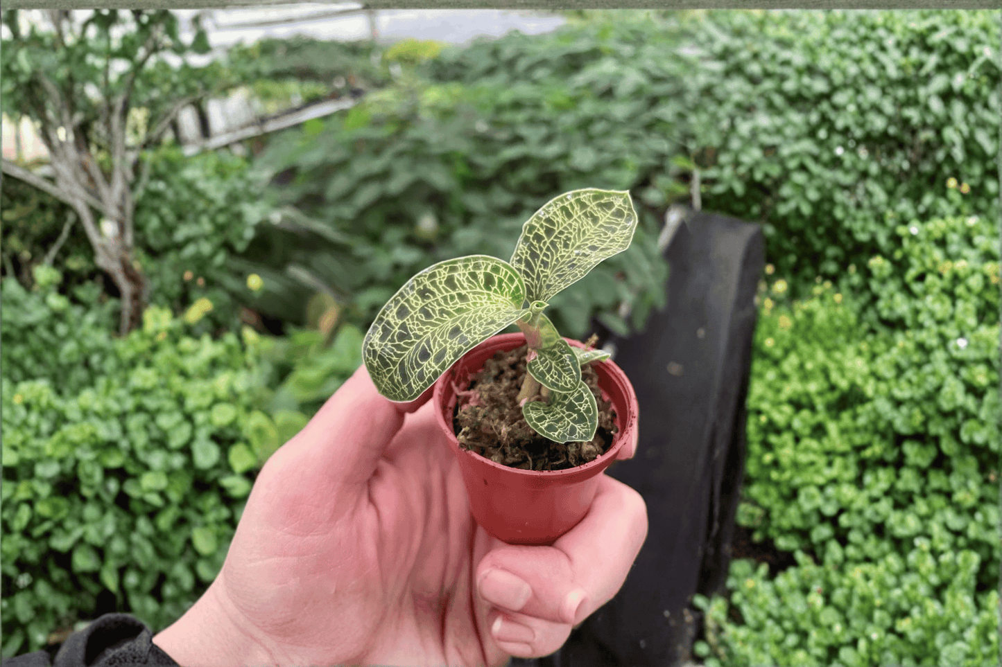 Macodes Petola Jewel Orchid 2 Live Starter Plants – 2-Inch Pots – Macodes petola