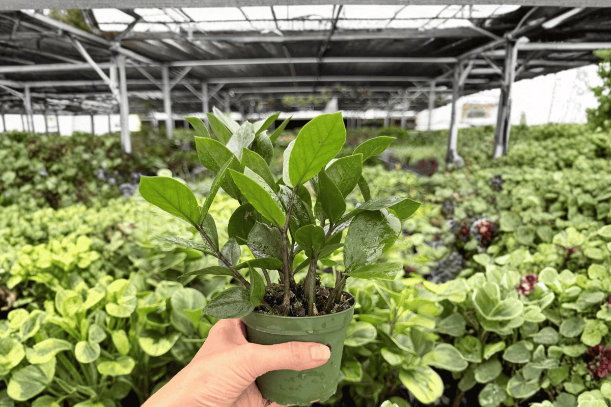 ZZ Plant – 2 Exact Live Plants, 4-Inch Size – Zamioculcas zamiifolia