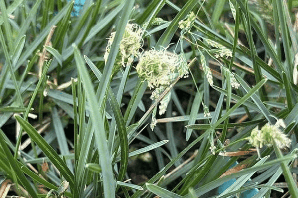 Blue Moor Grass 1 Live Plant – 4-Inch Pot – Sesleria caerulea