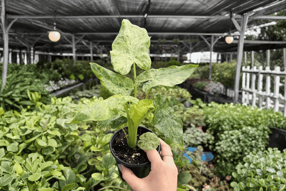 Alocasia Odora Batik ‘Snow’ Variegated 2 Exact Live Plants – Specific 4” Size Bare Root