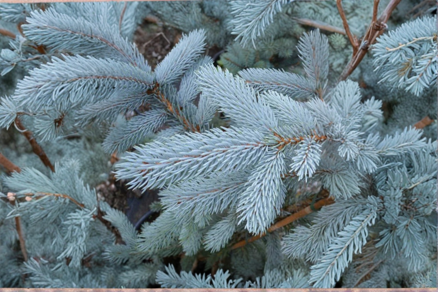 Hoopsii Blue Spruce Live Plant 10 Inch Tall – Picea pungens Colorado Blue Evergreen Tree 1 Gallon Pot Garden Plant