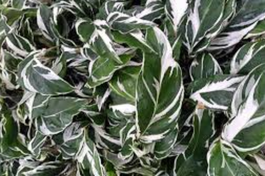 Calathea White Fusion Live Plant in 4-Inch Self-Watering Pot – Goeppertia lietzei 'White Fusion'