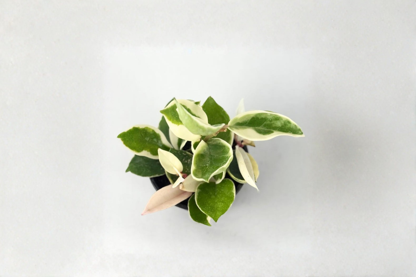 Hoya Krimson Queen Live Plant Variegated Hoya Carnosa 2 Inch Pot Indoor Houseplant Starter
