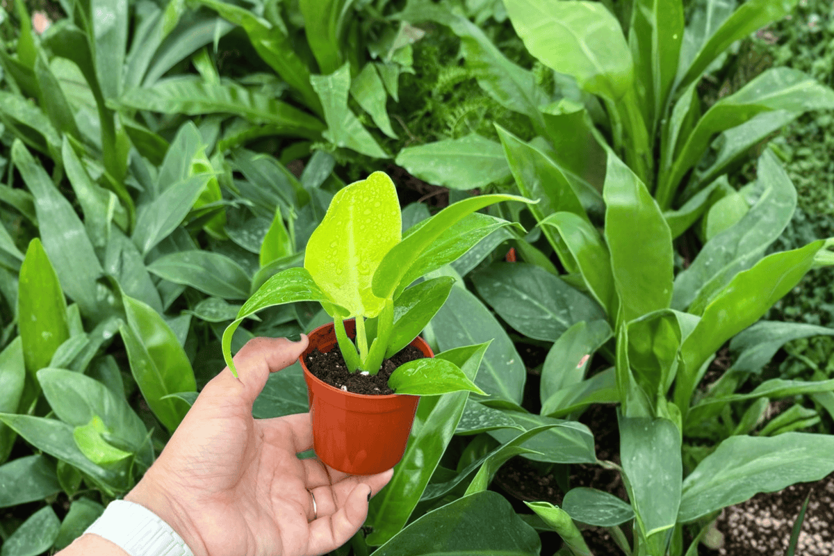 Philodendron Moonlight 2 Live Starter Plants – 2-Inch Starter Size – Bare Root