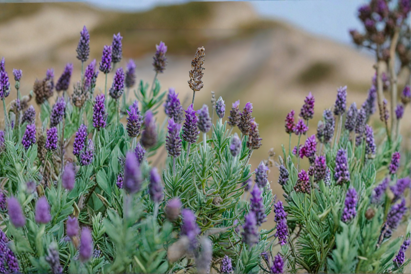 2 Otto Quast Lavender Live Plants 4–6 Inches Tall – Lavandula stoechas – Ships No Pot