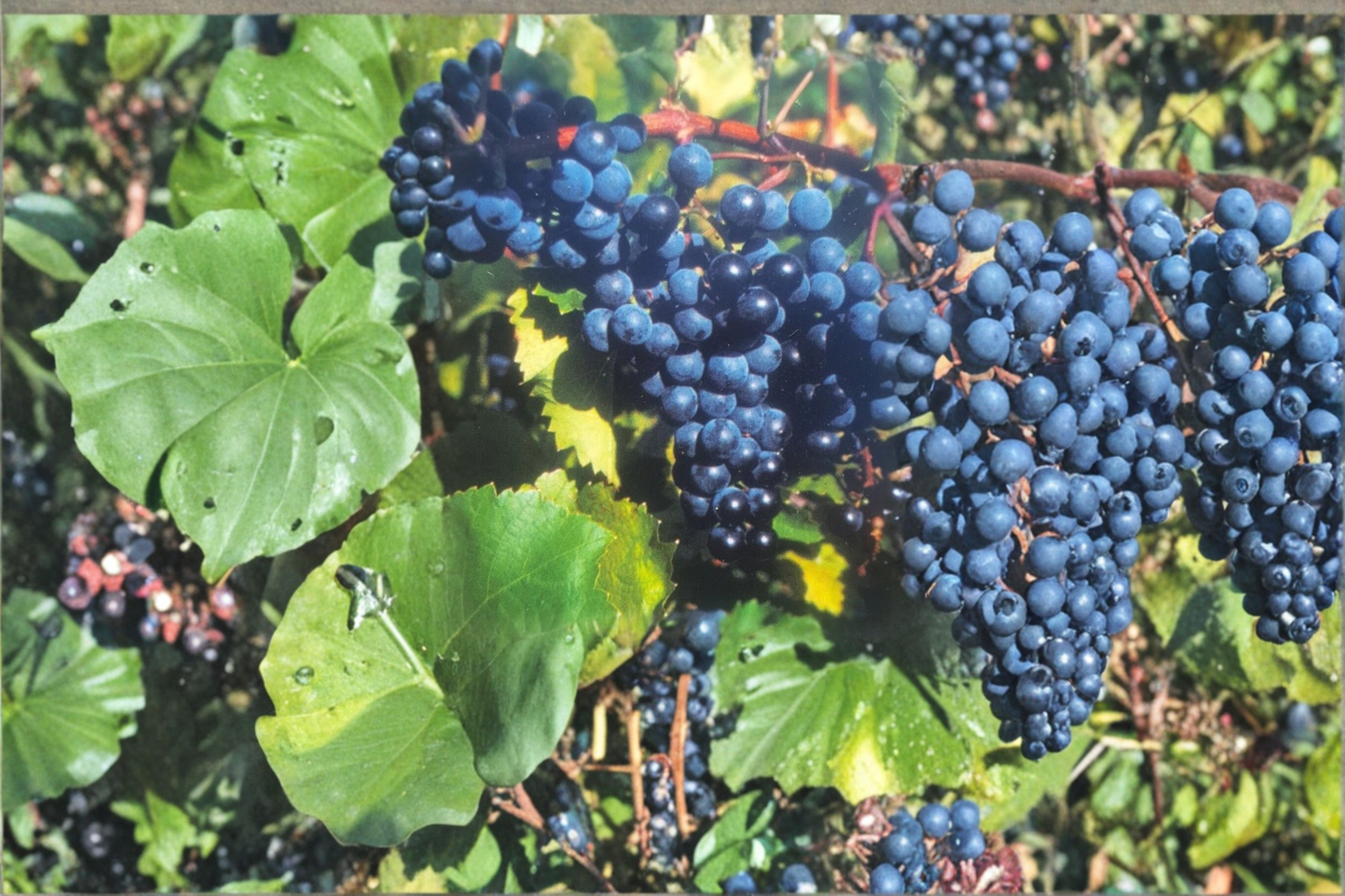 Mars Seedless Grape Vine Plant 1 Gal – Live Blue Grape Vine for Home Garden Sweet Fruit Climbing Outdoor Vine