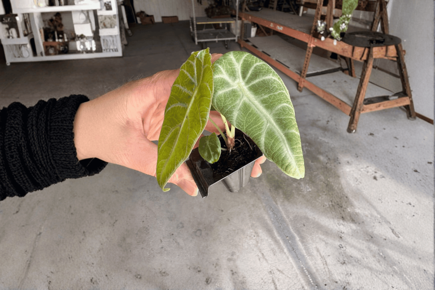 2 Alocasia watsoniana 'Doff Velvet' Starter Plants – Live Rare Tropical Aroid