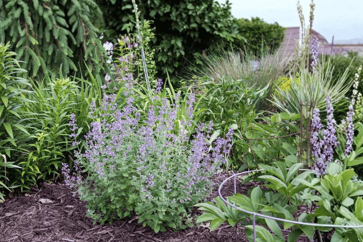 Cat's Meow Catmint 1 Live Plant – Nepeta × faassenii ‘Cat's Meow’ – 1 Quart Pot