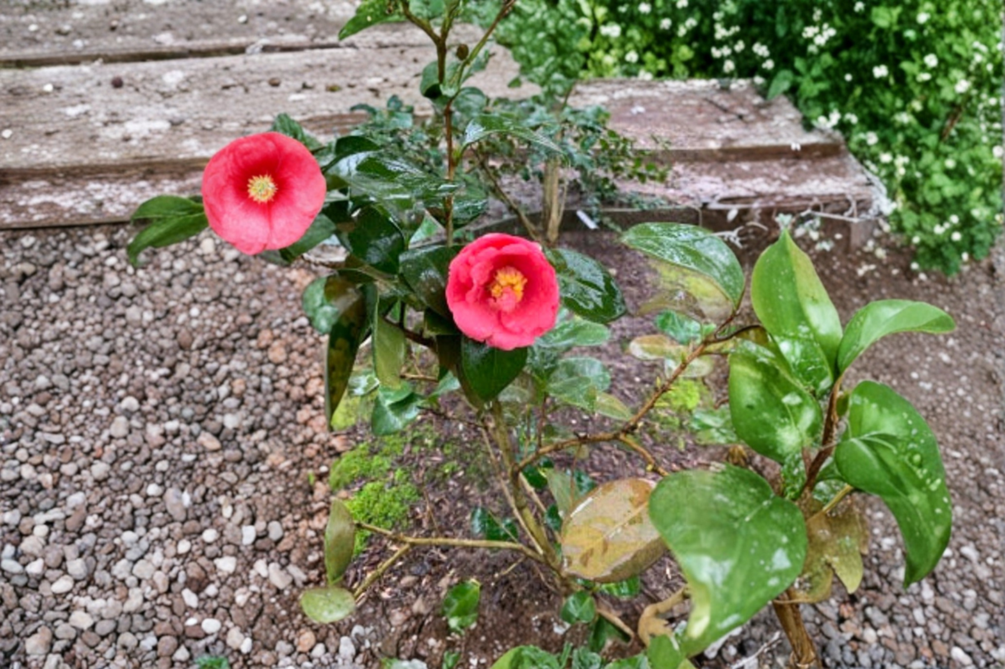 Cold Hardy Japanese Camellia ‘Ashton’s High Rise’ 3 Gallon – Camellia japonica Live Evergreen Flowering Shrub