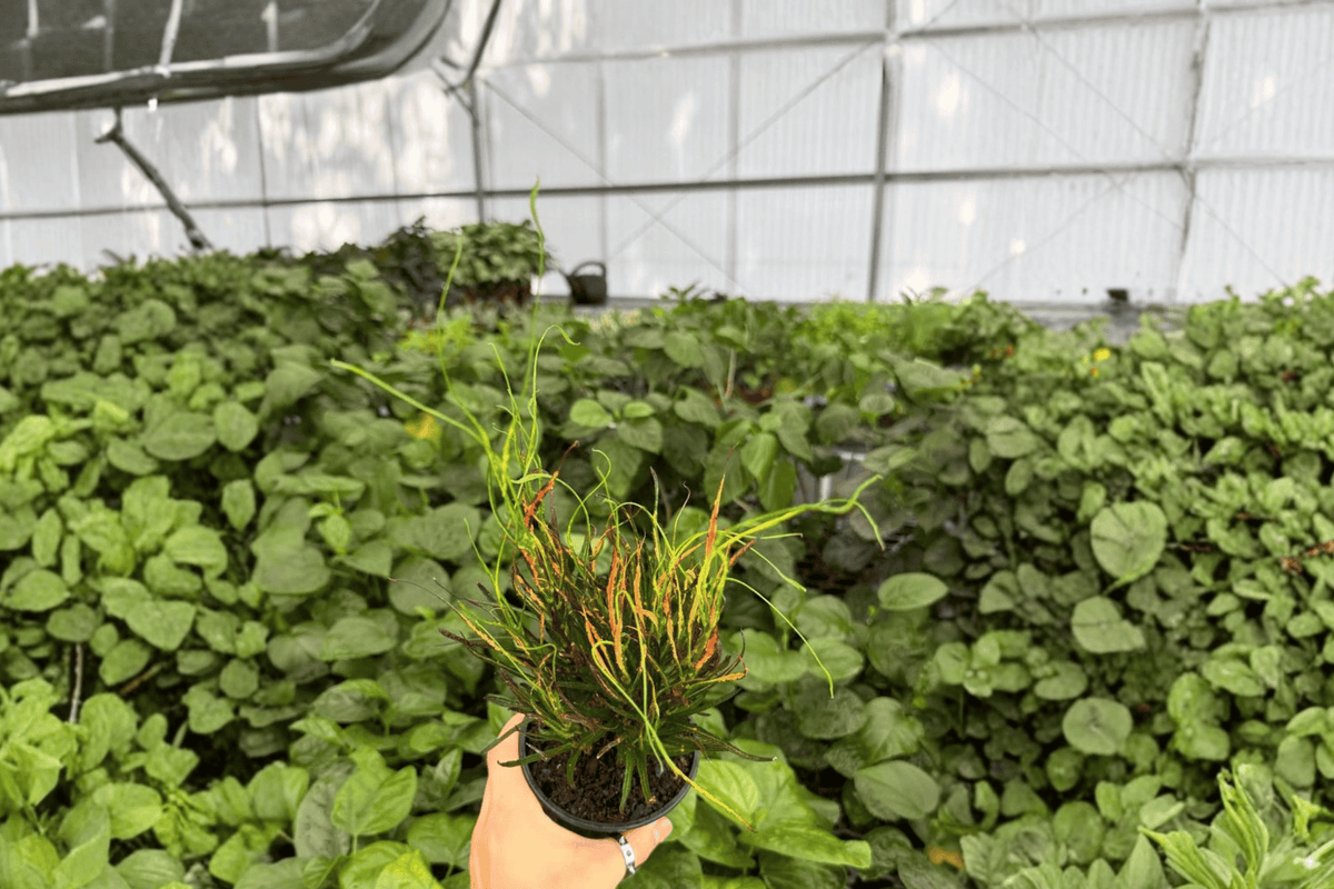 Croton Picasso’s Paintbrush 2 Exact Live Plants – Codiaeum variegatum 4” Size Bare Root