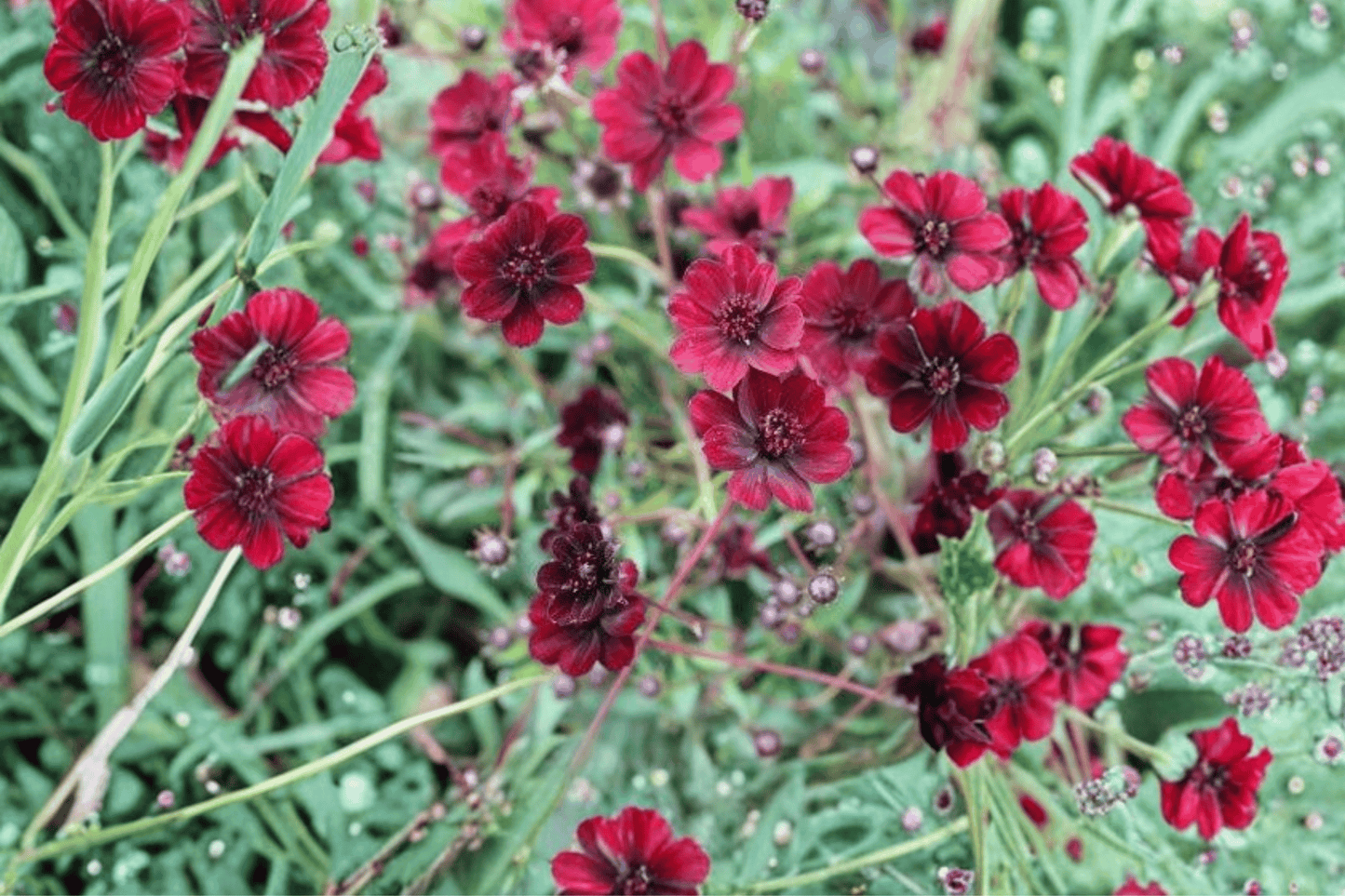 Chocamocha Chocolate Cosmos 1 Live Plant – 4-Inch Pot – Cosmos atrosanguineus ‘Chocamocha’