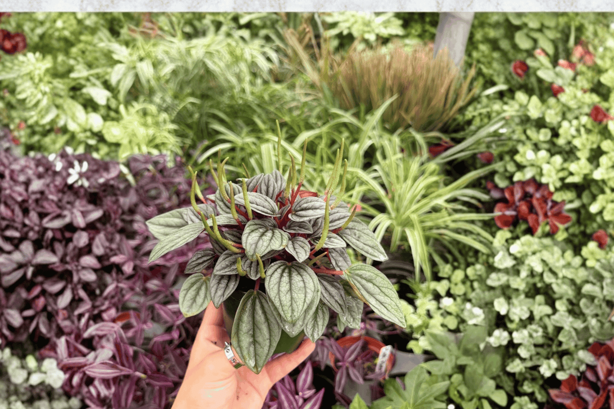 Peperomia Santorini – 2 Exact Live Plants in 4” Pots