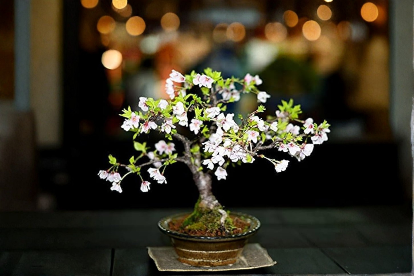 Bonsai Cherry Blossom Tree Seeds Sakura Flowering Tree Indoor Outdoor Growing 10 Seeds