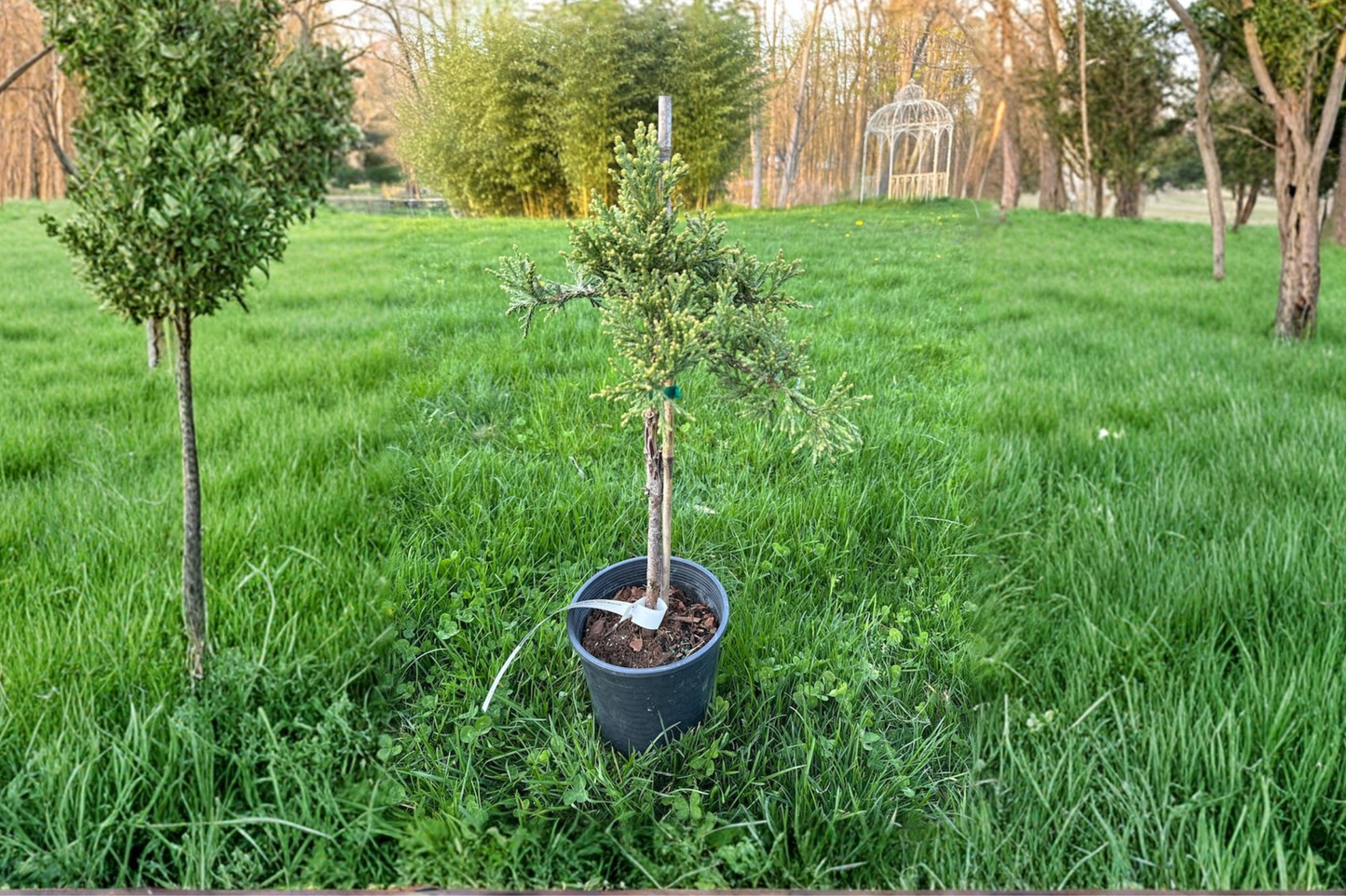 Von Martin Giant Sequoia 12 Inch Live Plant 1 Gallon Pot – Sequoiadendron giganteum Evergreen Conifer Landscape Tree