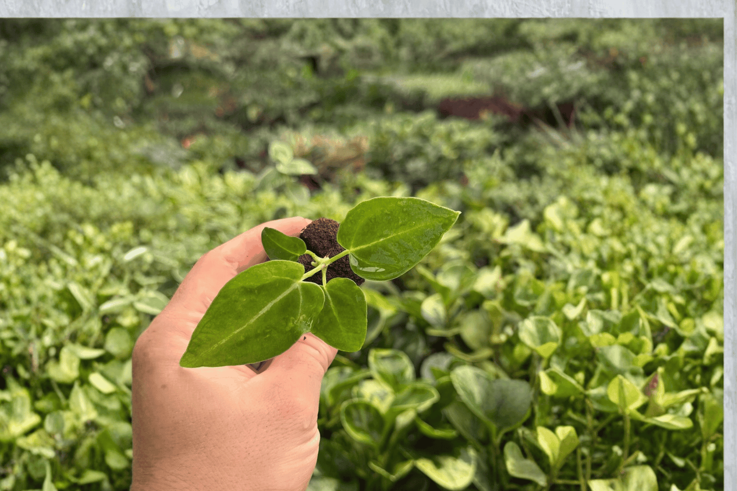 Anthurium Crystal x Magnificum Jakarta 2 Exact Live Starter Plants – Plug