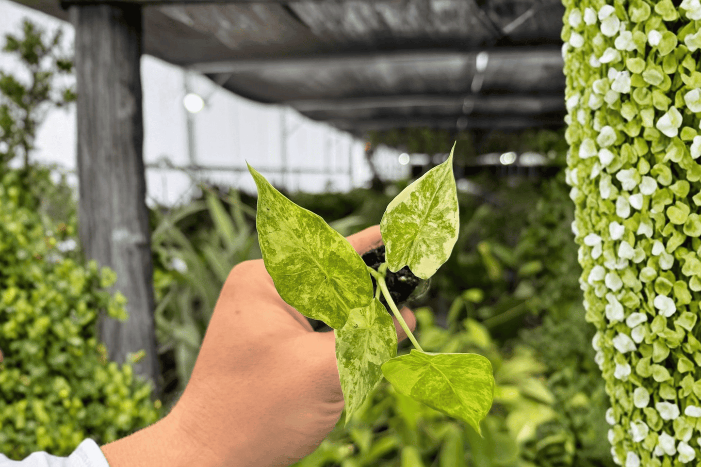 2 Exact Alocasia Gageana Aurea Yellow Variegated Starter Plants – Bare Root – Alocasia gageana 'Aurea'