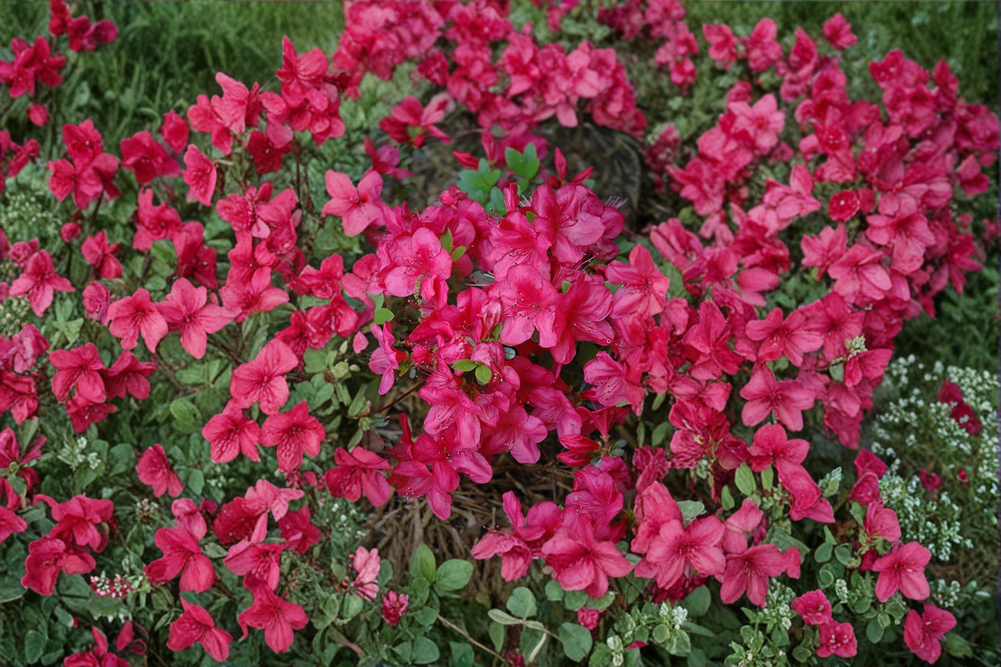 Azalea ‘Mother’s Day’ 1 Gallon Live Plant – Pink Red Flowering Azalea Shrub for Spring Garden Landscape