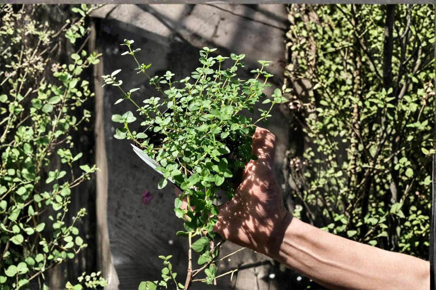 English Thyme Live Plants 2 Starter Plants Thymus Vulgaris Perennial Herb Rooted Garden Plants Free Shipping