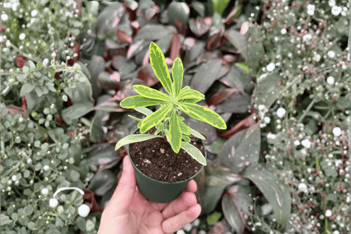 2 Euphorbia 'Ascot Rainbow' Starter Plants – 2-Inch Bare Root Live Euphorbia