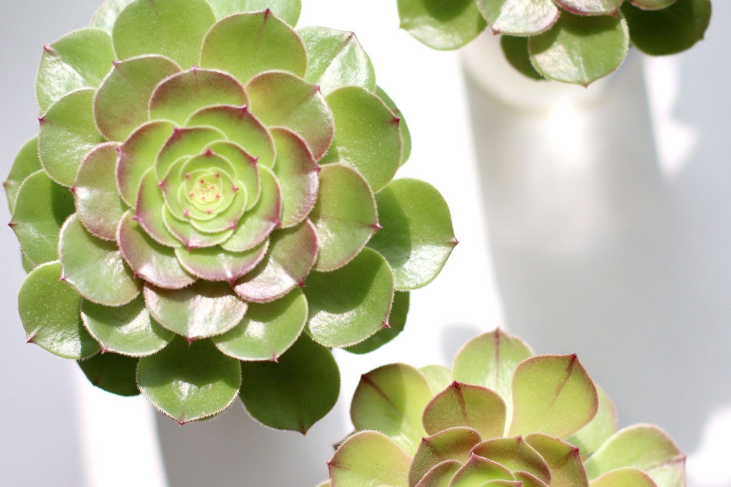 Rare Aeonium Succulent 3–4 Inch Unrooted Cutting – Live Plant Propagation