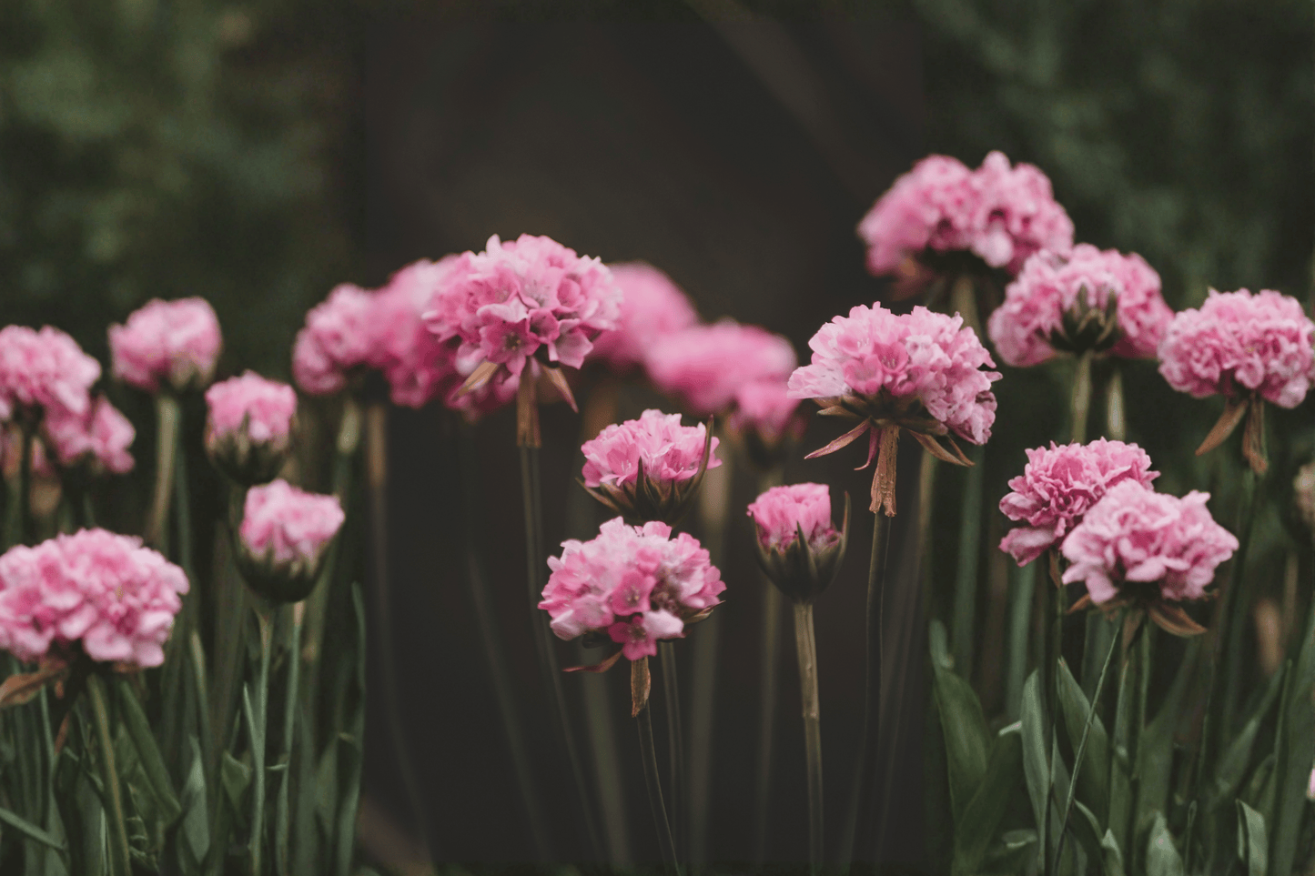 Dreameria Daydream Sea Thrift 1 Live Plant – 4-Inch Pot – Armeria pseudarmeria ‘Daydream’