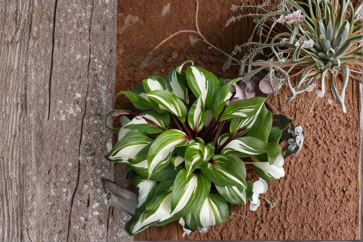 Hosta ‘Raspberry Sundae’ Bare Root Plant – Variegated Shade Perennial Starter Division Garden Plant Ships Bare Root