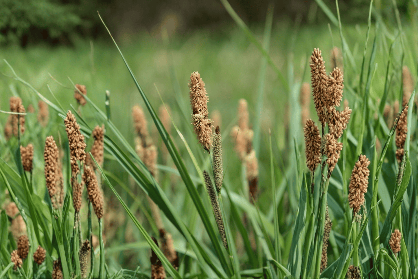 Chisai Clustered Field Sedge 1 Live Plant – 4-Inch Pot – Carex praegracilis ‘Chisai’