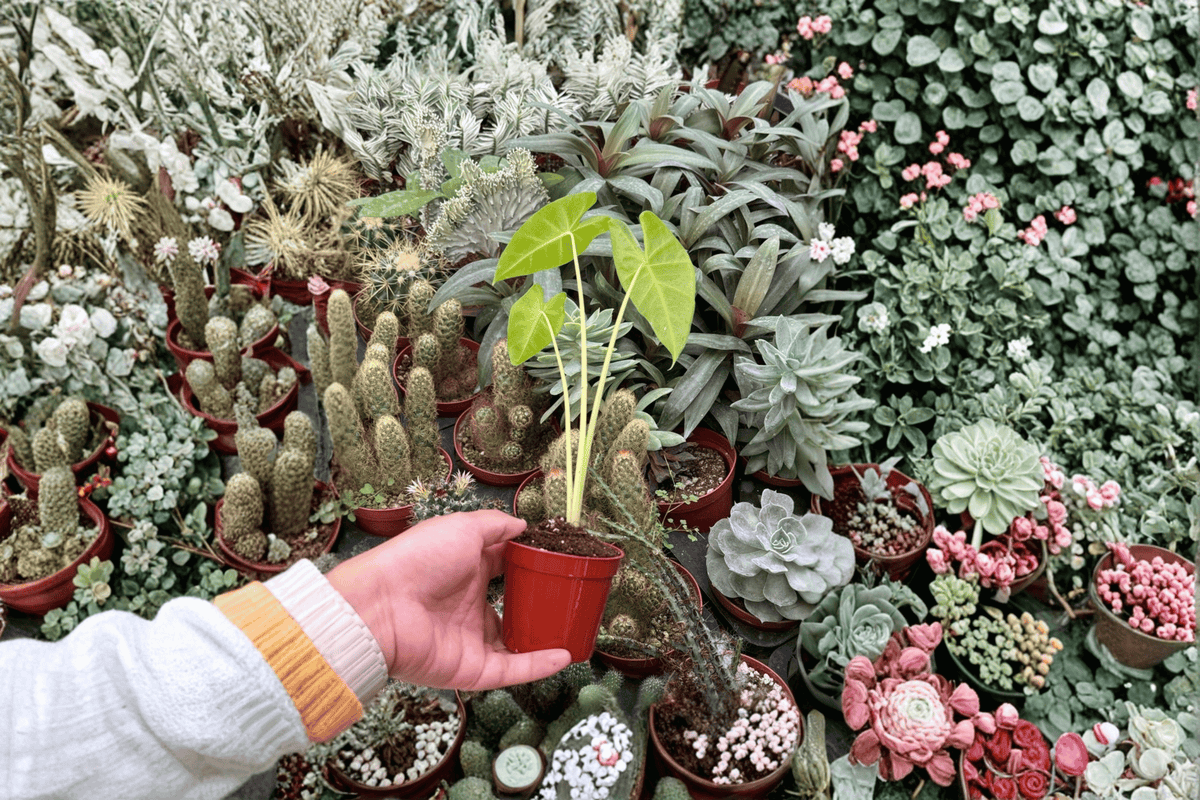 Alocasia Lutea 2 Live Starter Plants – 2-Inch Starter Size – Alocasia macrorrhizos 'Lutea'