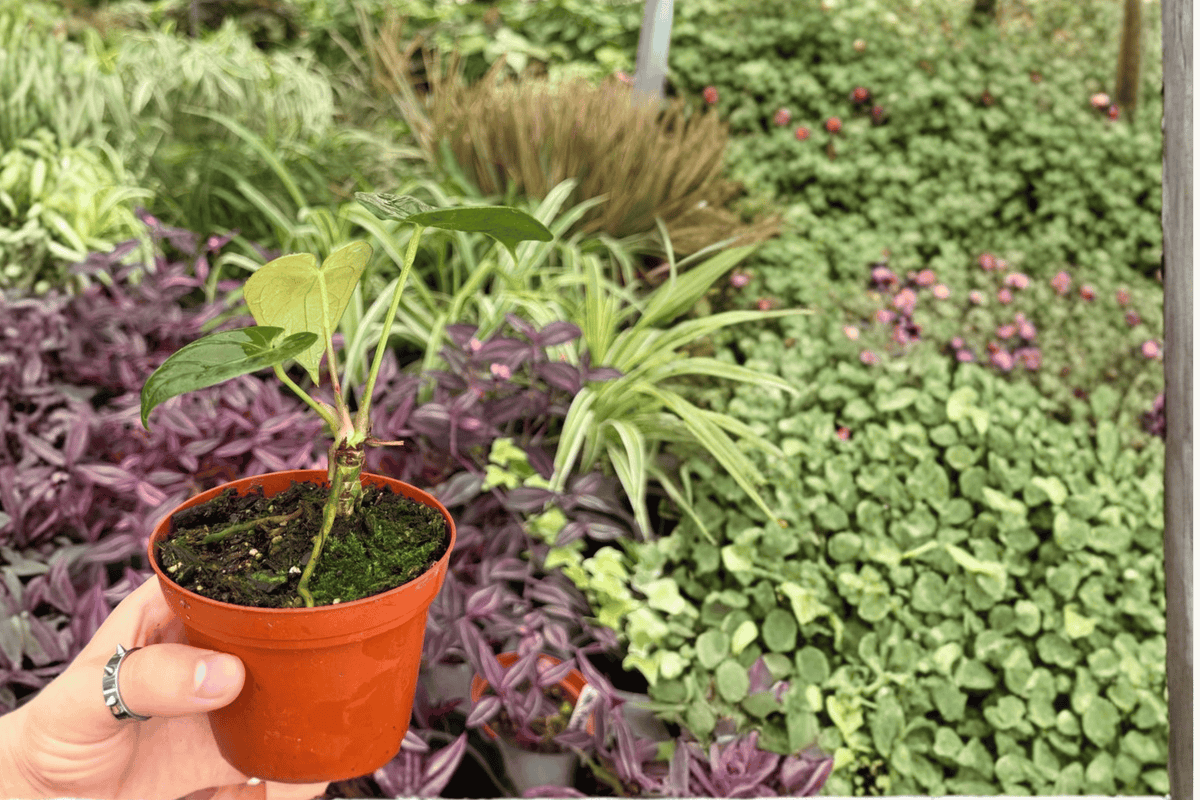 Anthurium Legend × Besseae 2 Exact Live Plants – Specific 4” Size