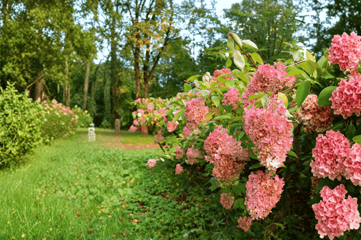 Ruby Snow Panicle Hydrangea 1 Live Flowering Shrub, 3 Gallon – Hydrangea paniculata