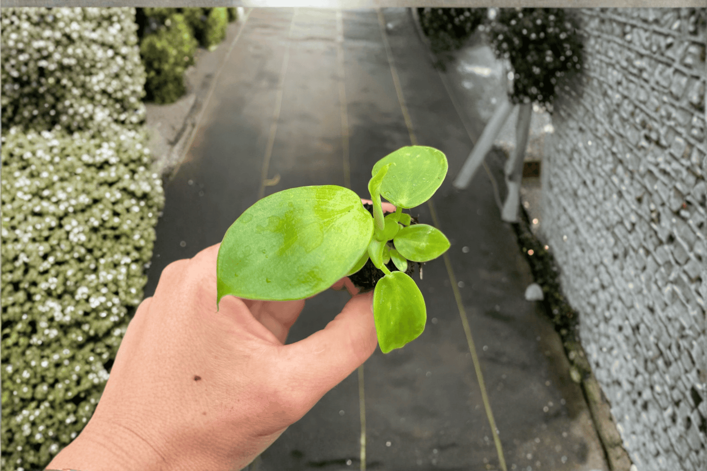 Marbled Philodendron Pittieri 2 Starter Live Plants – Philodendron pittieri