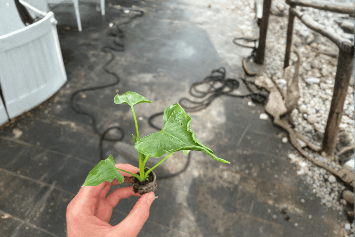 2 Alocasia Triangularis Starter Plants – 2” Pot Size – Bare Root