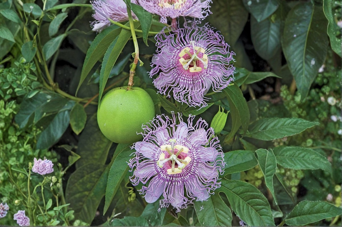 Maypop Passion Flower Live Plant 1 Gallon Potted Passiflora Incarnata Hardy Climbing Vine Purple Blooms Garden Plant