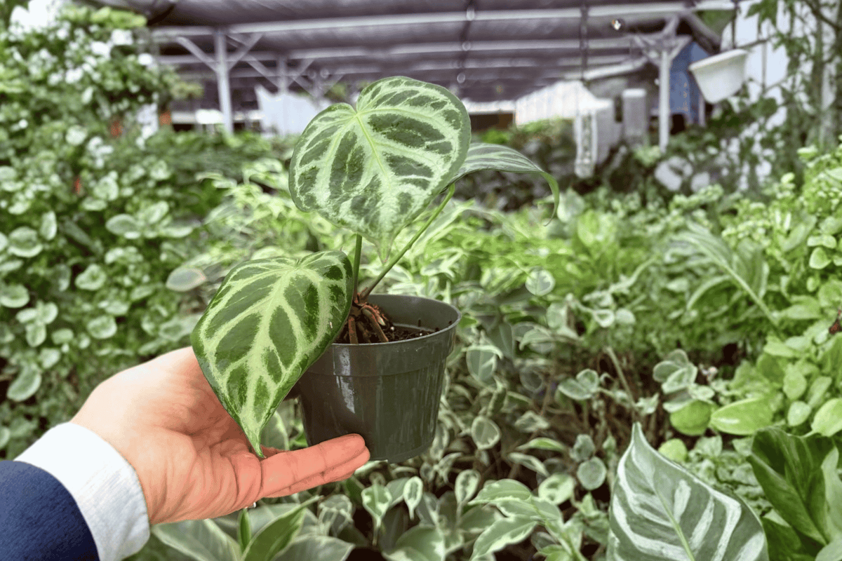 Anthurium Silver Hope x Red Sinus 2 Exact Live Plants – 4-Inch Pots