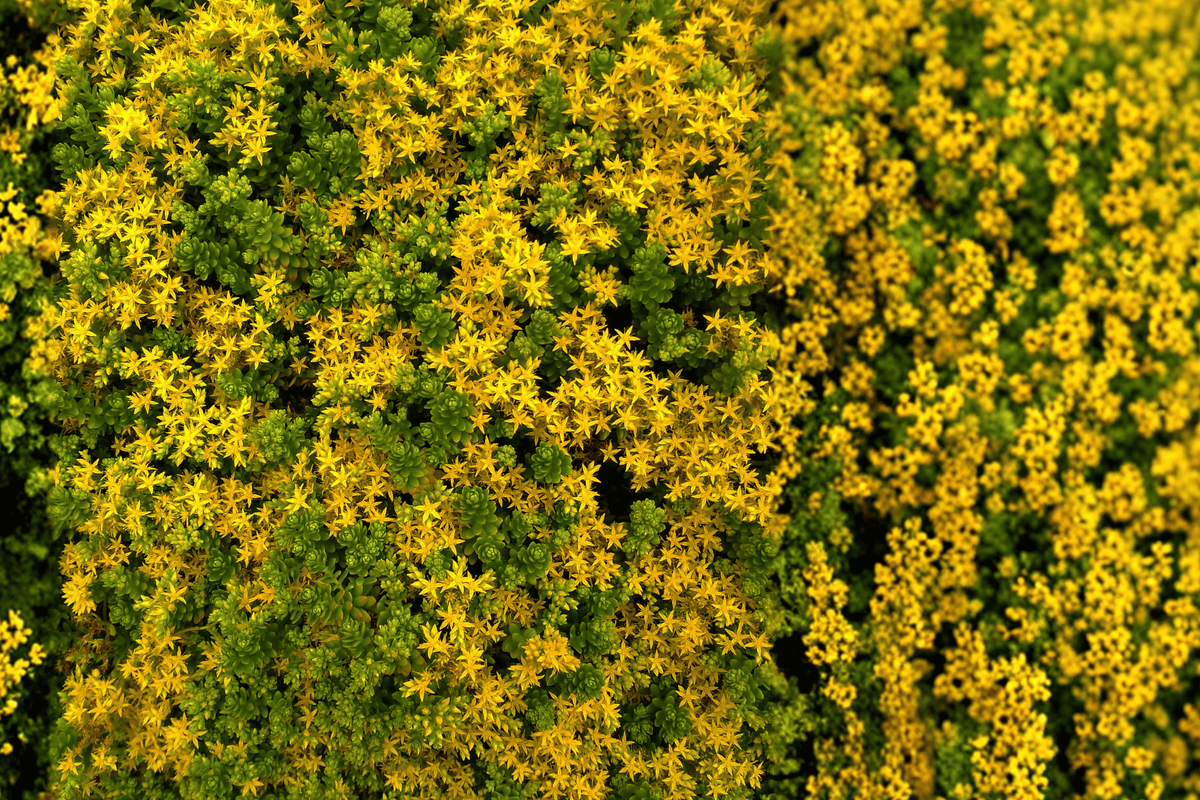 Little Miss Sunshine Stonecrop 1 Live Succulent Perennial, 1 Gallon Pot – Sedum ‘Little Miss Sunshine’
