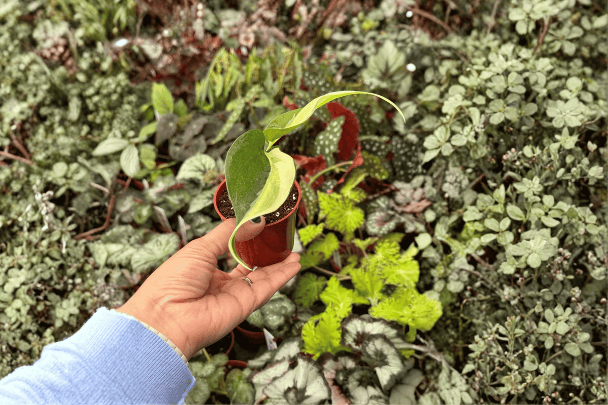 2 Philodendron Cream Splash Starter Plants – 2-Inch Bare Root Live Plants