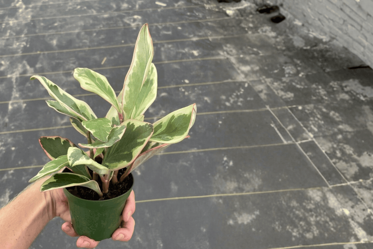 Peperomia Ginny – 2 Live Plants, 4-Inch Size – Peperomia clusiifolia ‘Ginny’