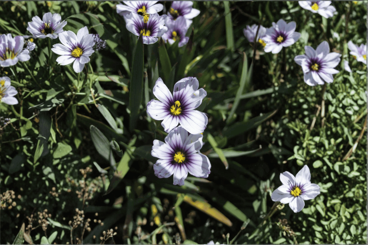 warf Blue-Eyed Grass 1 Live Plant – 4-Inch Pot – Sisyrinchium bellum ‘Nanum’