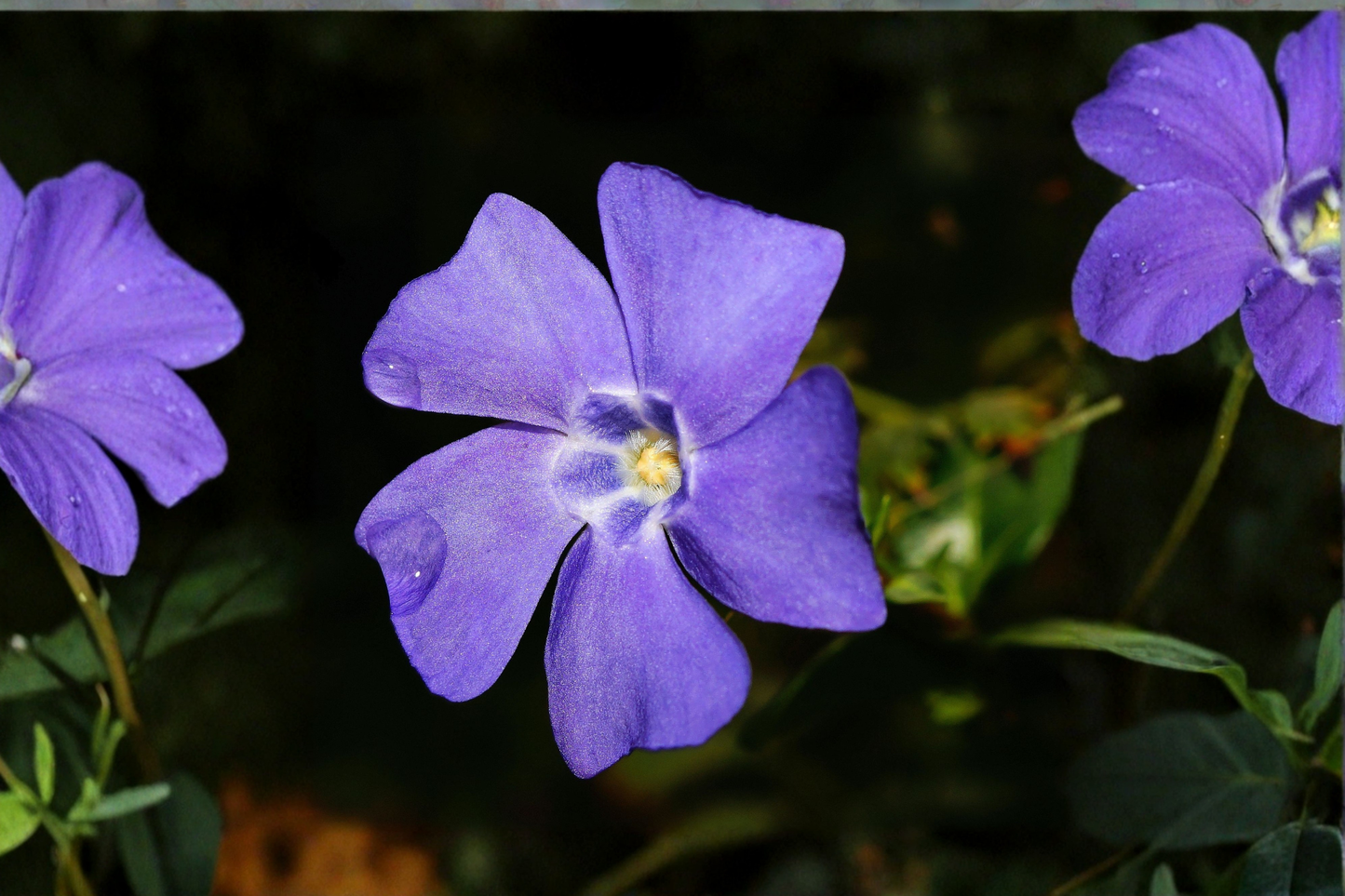 30 Vinca Major Periwinkle Vine Live Bare Root Plants – Vinca major