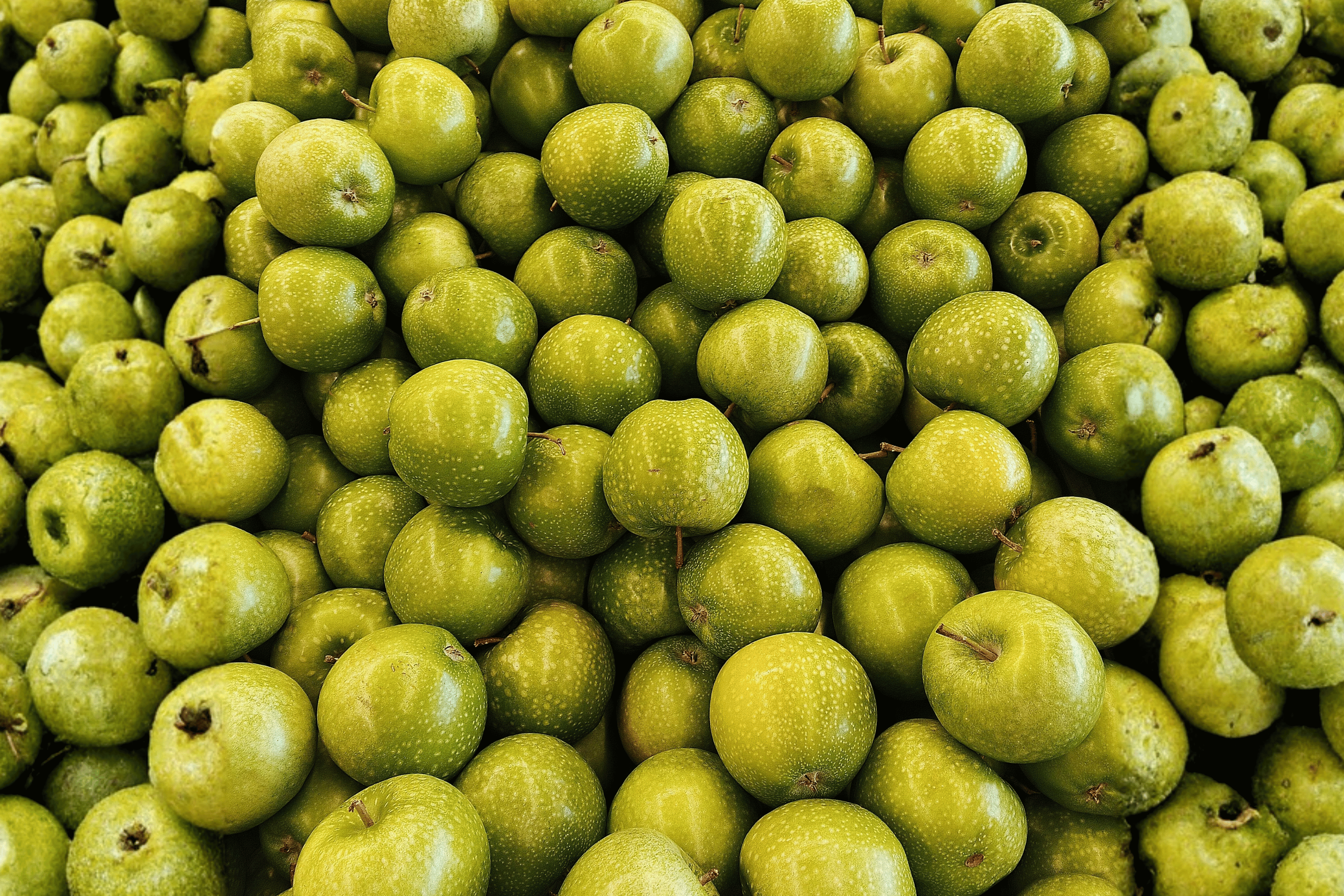 Granny Smith Apple 1 Live Fruit Tree – Malus domestica ‘Granny Smith ...