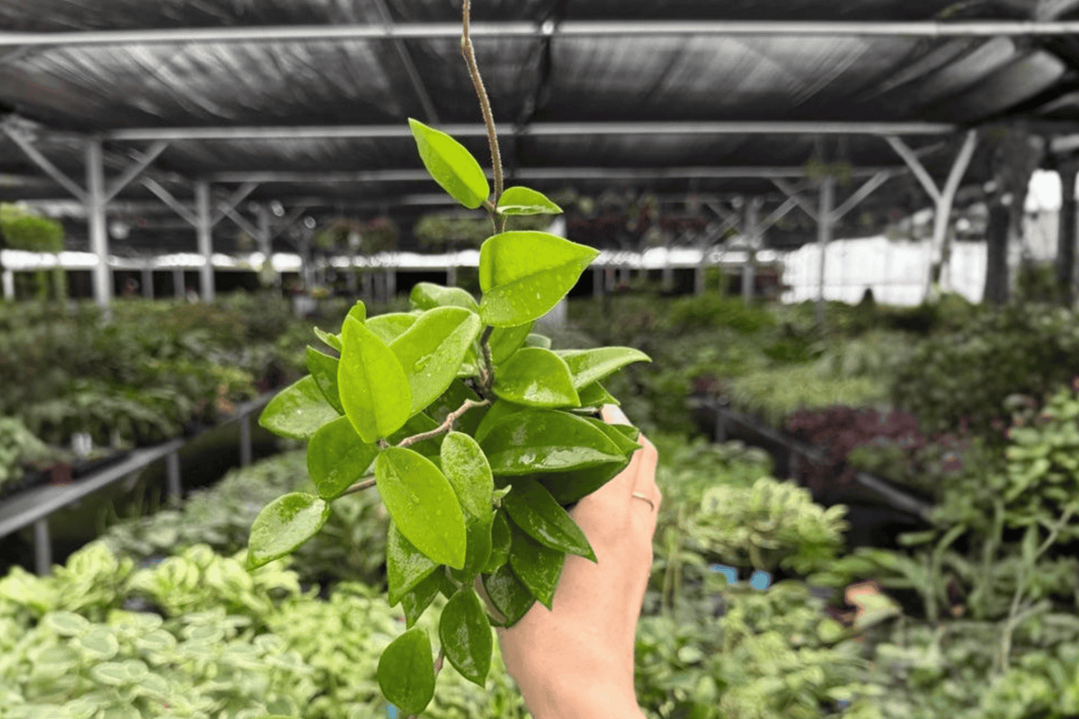 Hoya Jade 2 Exact Live Plants – Specific 4” Pot Size