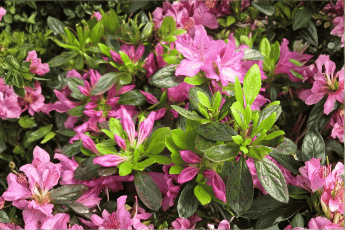 Herbert Azalea – 1 Live Purple Flowering Shrub, 3-Gallon Size – Rhododendron ‘Herbert’
