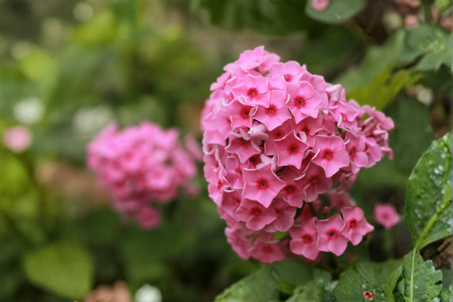 Garden Phlox 'Coral Crème Drop' Live Starter Plant – 6–12 Inches Tall in 2.5 x 3.5-Inch Pot (Phlox paniculata)