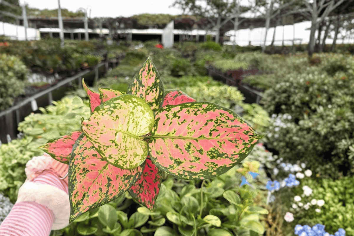 2 Aglaonema KumKoom Exact Live Plants – Specific 17203ZJE in 4” Pots