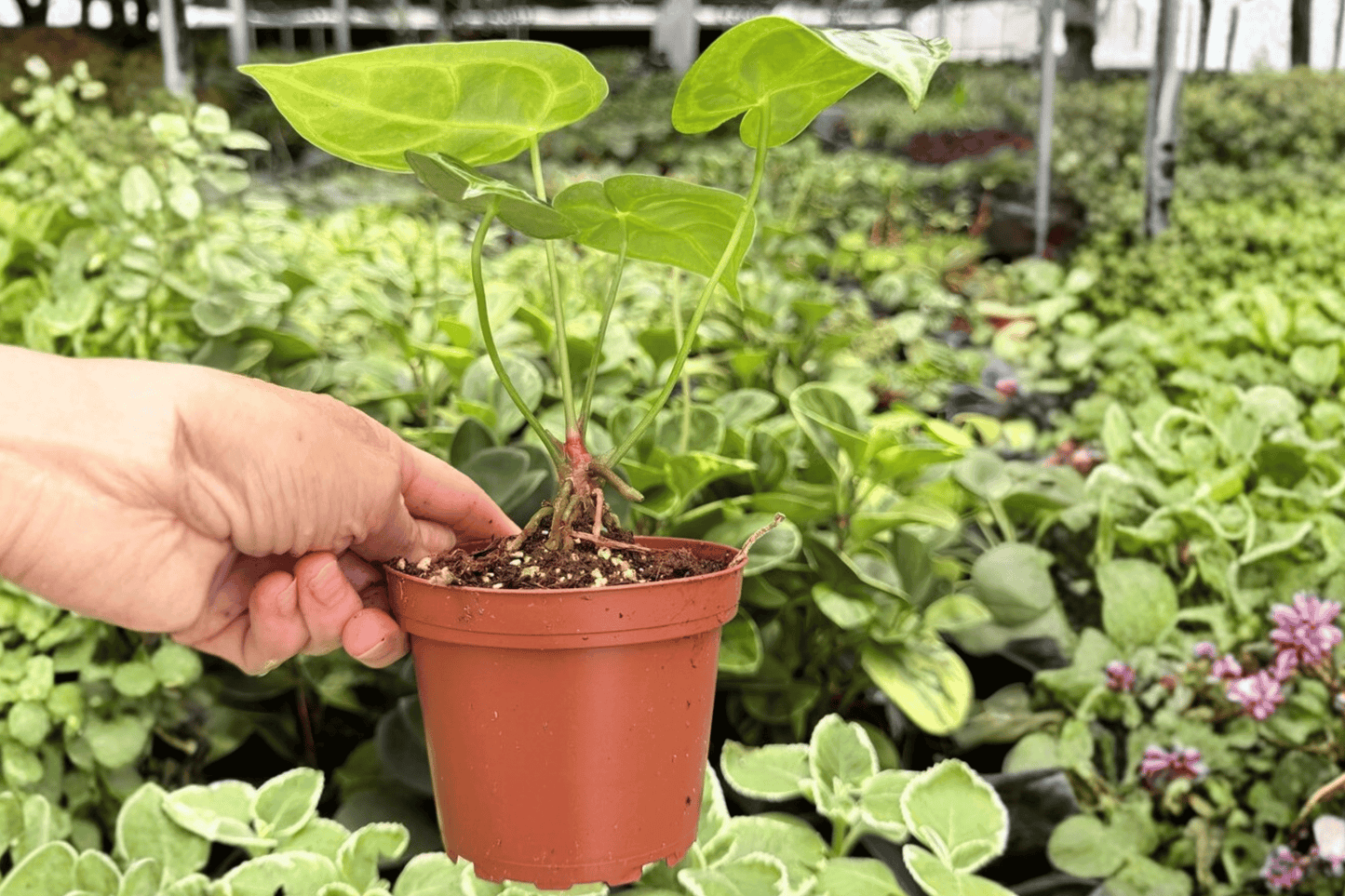 Anthurium Hoffmannii x Green Mamba 2 Exact Live Plants – 4-Inch Pots