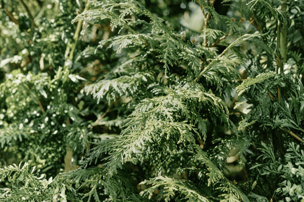 Contorta Hinoki Cypress 1 Live Plant – Chamaecyparis obtusa ‘Contorta’ – 3 Gallon Pot – 15″