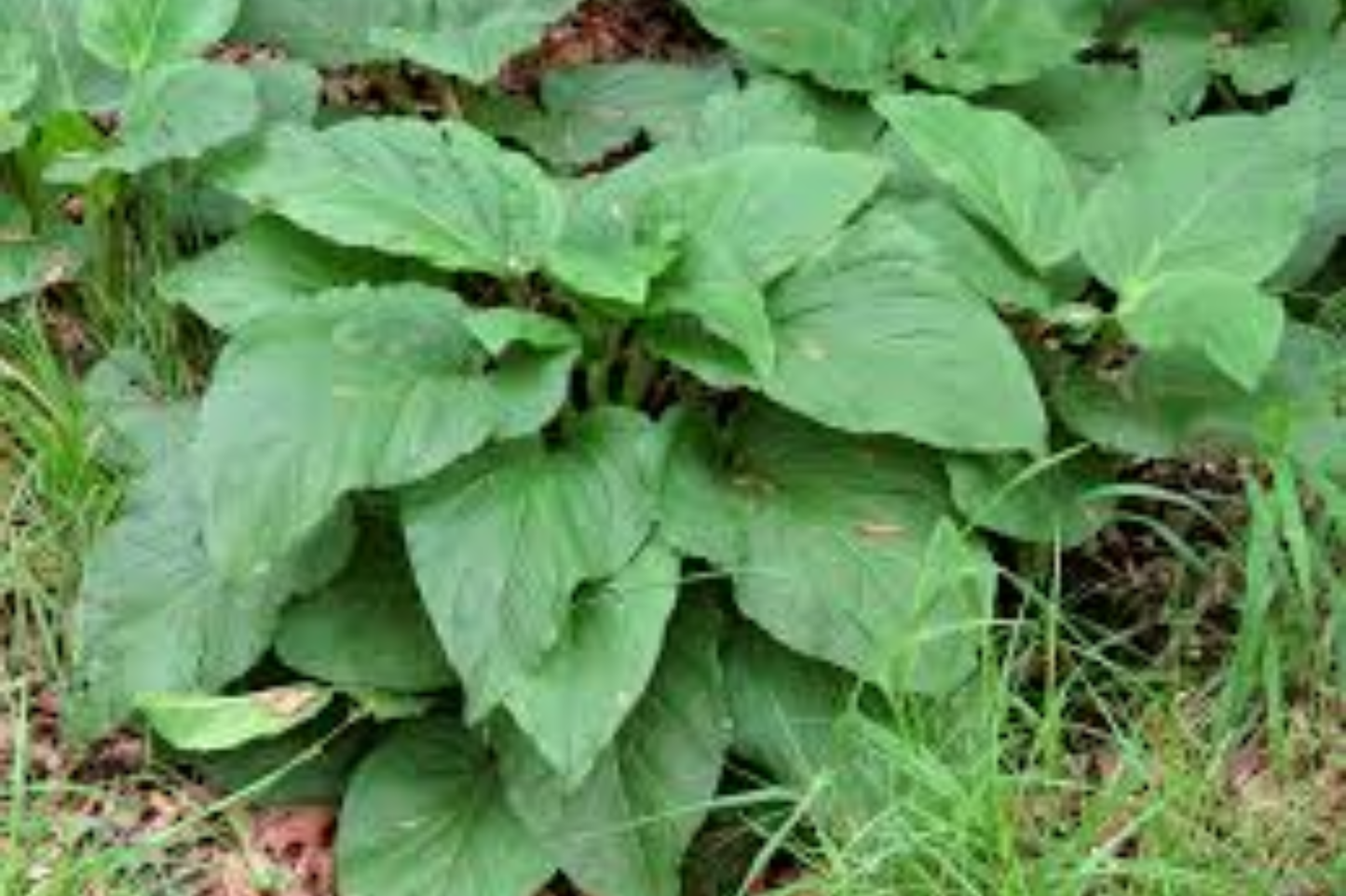 Skunk Cabbage Bare Root Live Plant – Symplocarpus foetidus Freshly Harvested Root