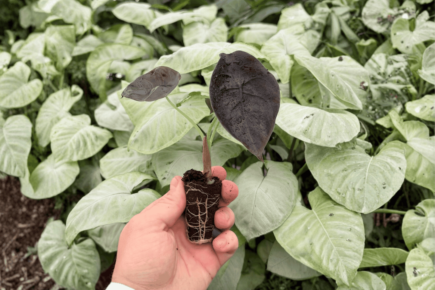 Alocasia cuprea ‘Red Secret’ 2 Exact Live Starter Plants
