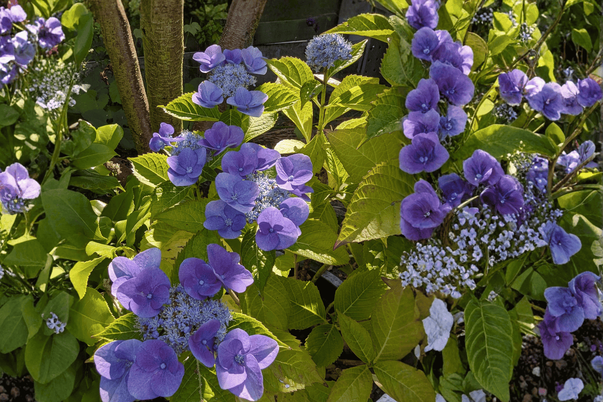 Grape Explosion Hydrangea 1 Live Shrub – Hydrangea macrophylla ‘Grape Explosion’ – 3 Gallon Pot